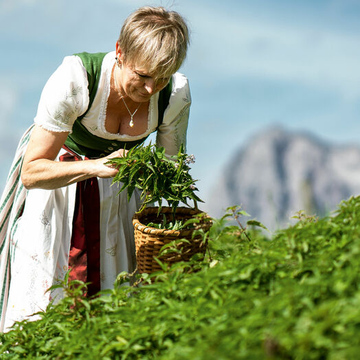 Габи Бюрглер, владелица хижины Бюргльальм, собирает травы 
