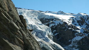 In der Bergwelt des Nationalparks Hohe Tauern kann man mit ein bisschen Glück sogar Steinböcke sehen.