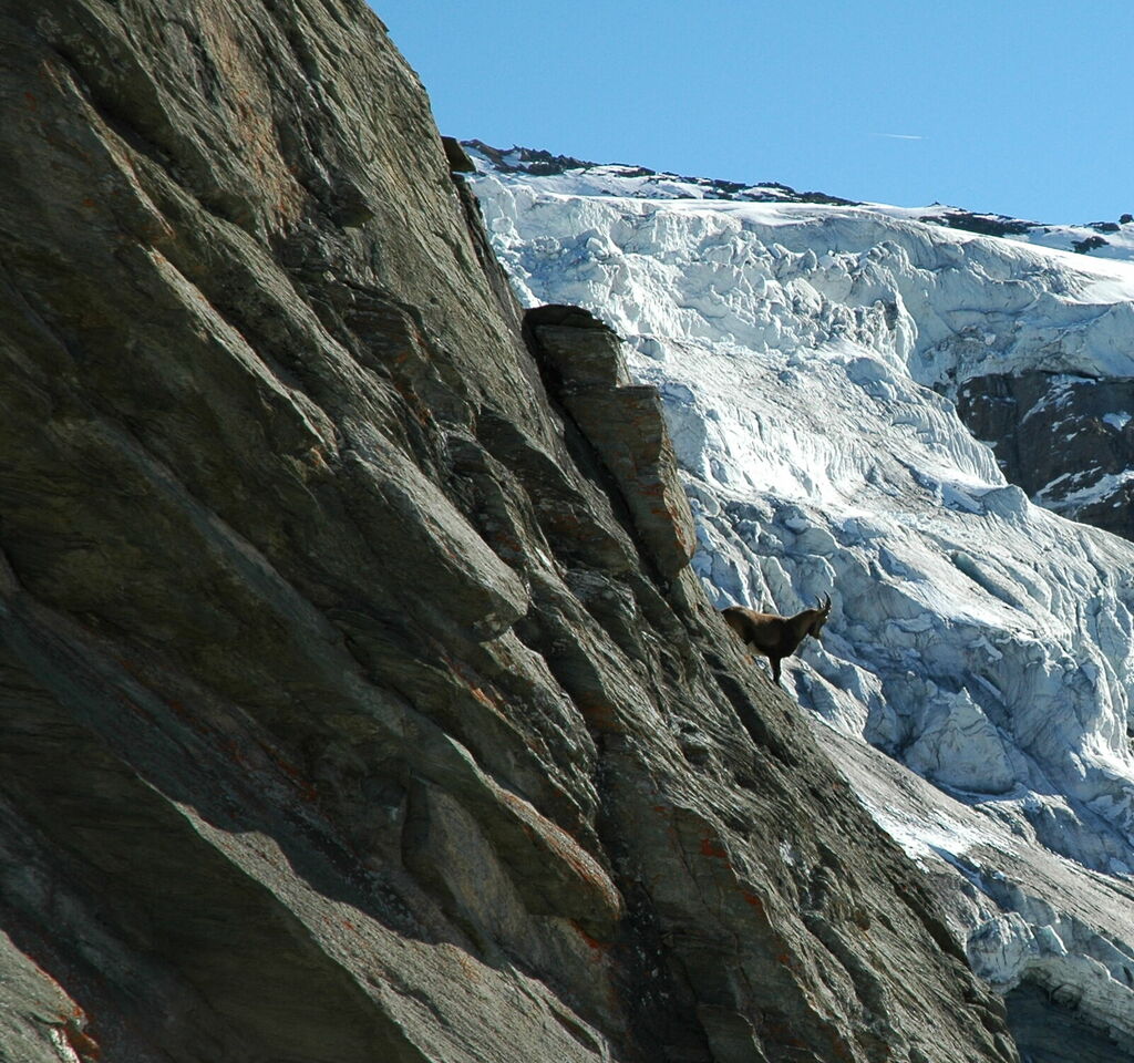 In der Bergwelt des Nationalparks Hohe Tauern kann man mit ein bisschen Glück sogar Steinböcke sehen.