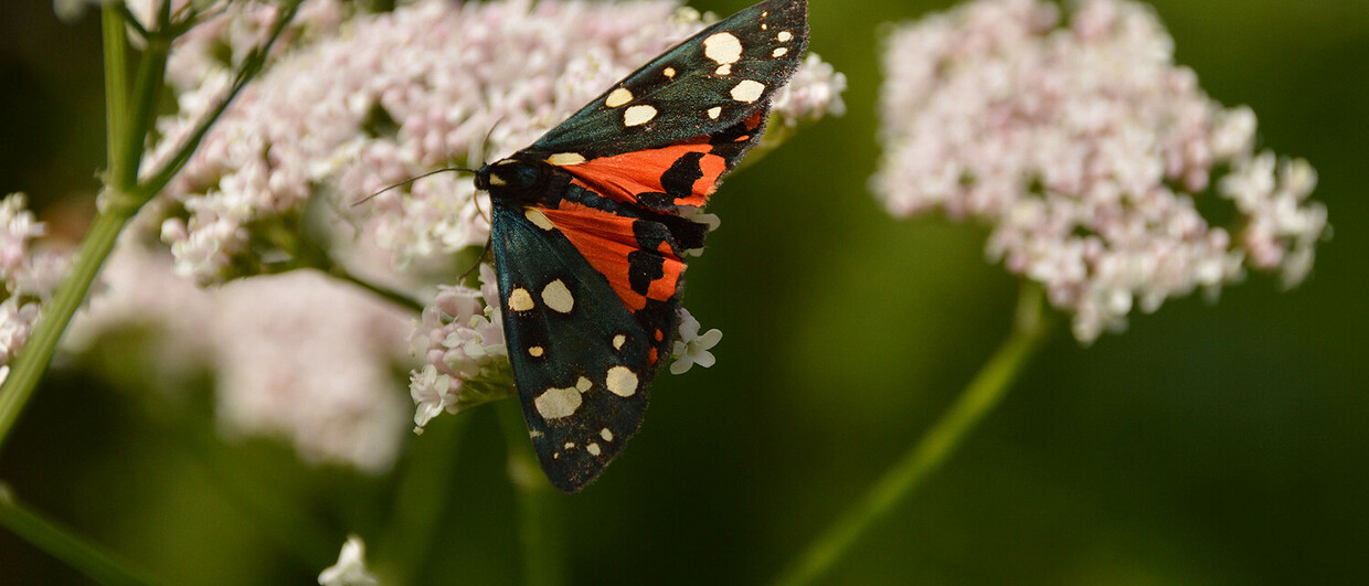 Kräuterwandern nahe der "Artfarm" in Niklasdorf