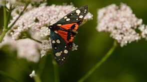 Kräuterwandern nahe der "Artfarm" in Niklasdorf