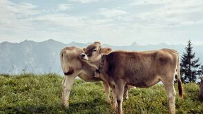 Vaches au Bregenzerwald