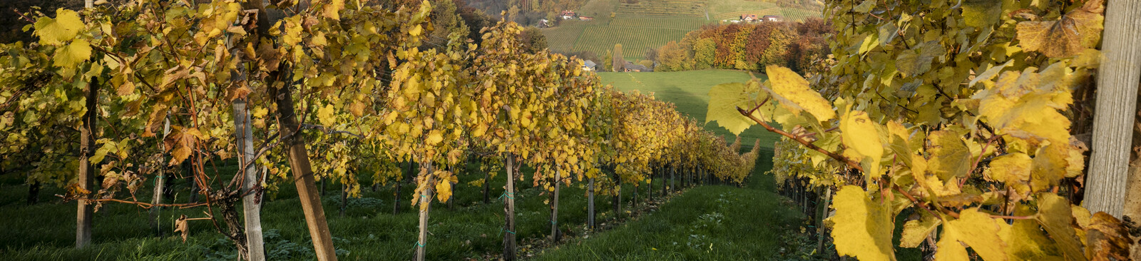 Südsteiermark Herbst Weingarten