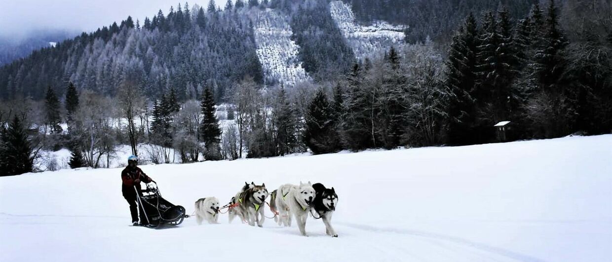 Husky-Schlittenfahrten mit Familie Haberl in der Steiermark
