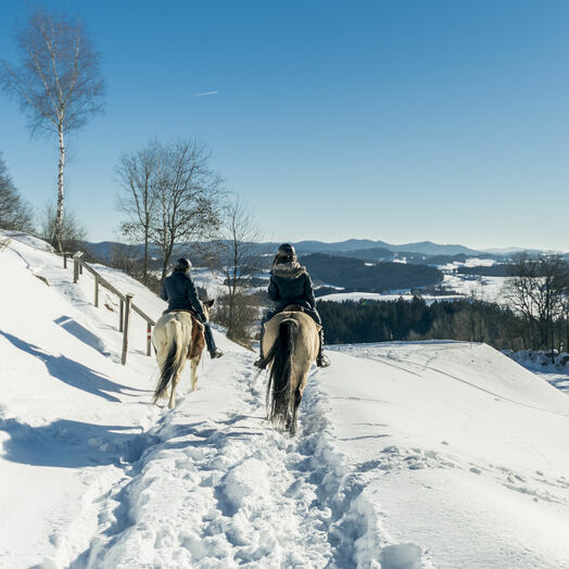 Wanderreiten im Pferdereich Mühlviertler Alm in Oberösterreich