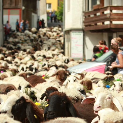 Tarrenzer Schafschied bei Imst in Tirol