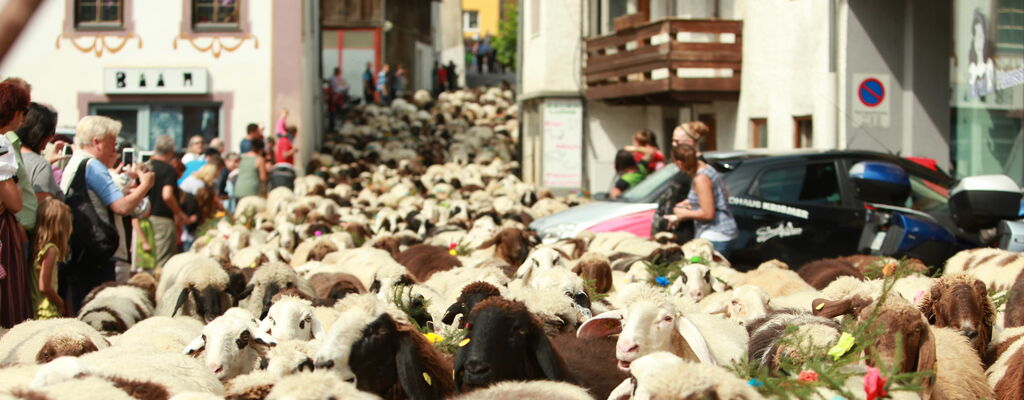 Tarrenzer Schafschied bei Imst in Tirol