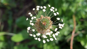 Spitzwegerich nahe der "Artfarm" in Niklasdorf
