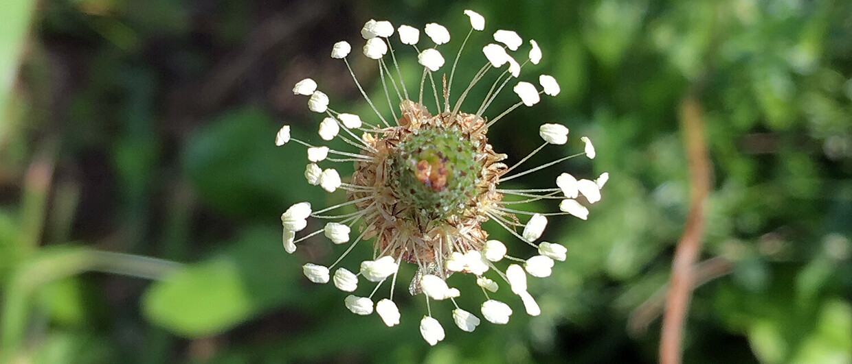 Spitzwegerich nahe der "Artfarm" in Niklasdorf