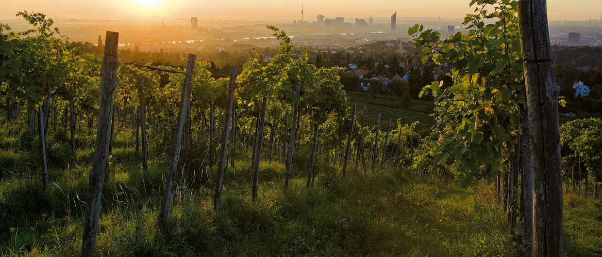 Vienna: the wine-growing capital of the world
