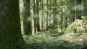 Wald im Lecknerholz