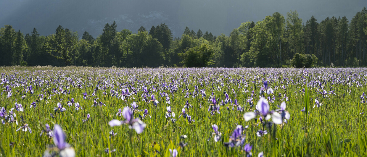 Europaschutzgebiet Bangs-Matschels Vorarlberg Schwertlilienblüte