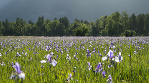 Europaschutzgebiet Bangs-Matschels Vorarlberg Schwertlilienblüte