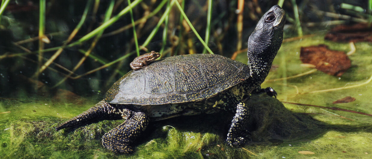 Europäische Sumpfschildkröte im Nationalpark Donau-Auen