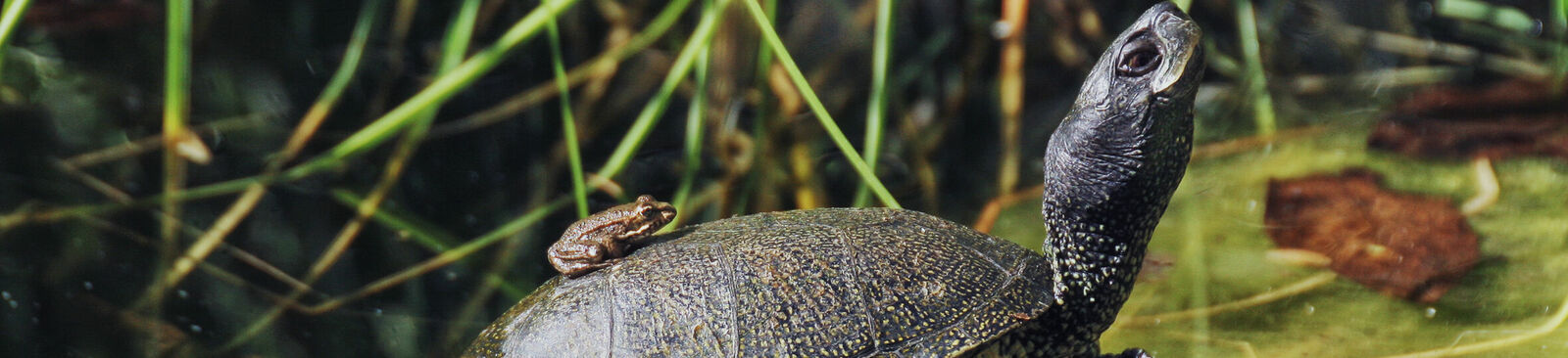 Europäische Sumpfschildkröte im Nationalpark Donau-Auen