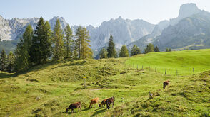 Biokäserei Fürstenhof: Im Sommer sind die Kühe auf der Loseggalm