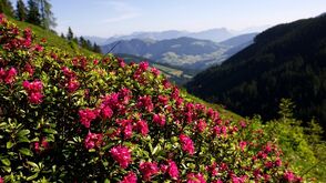 Roses alpines