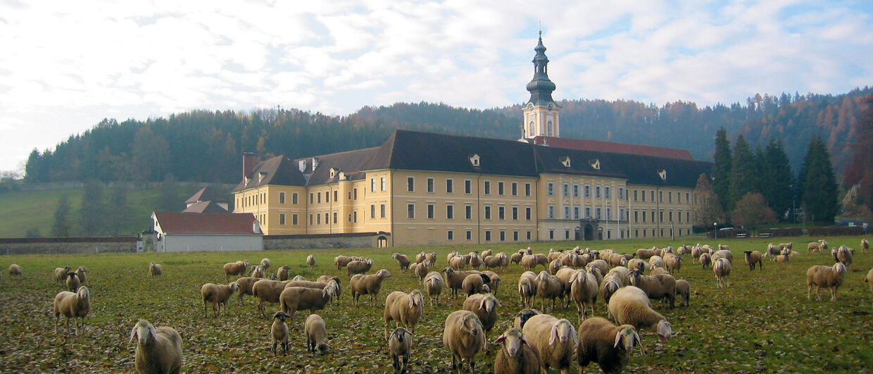 Refugium für Männer