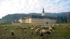 Refugium für Männer