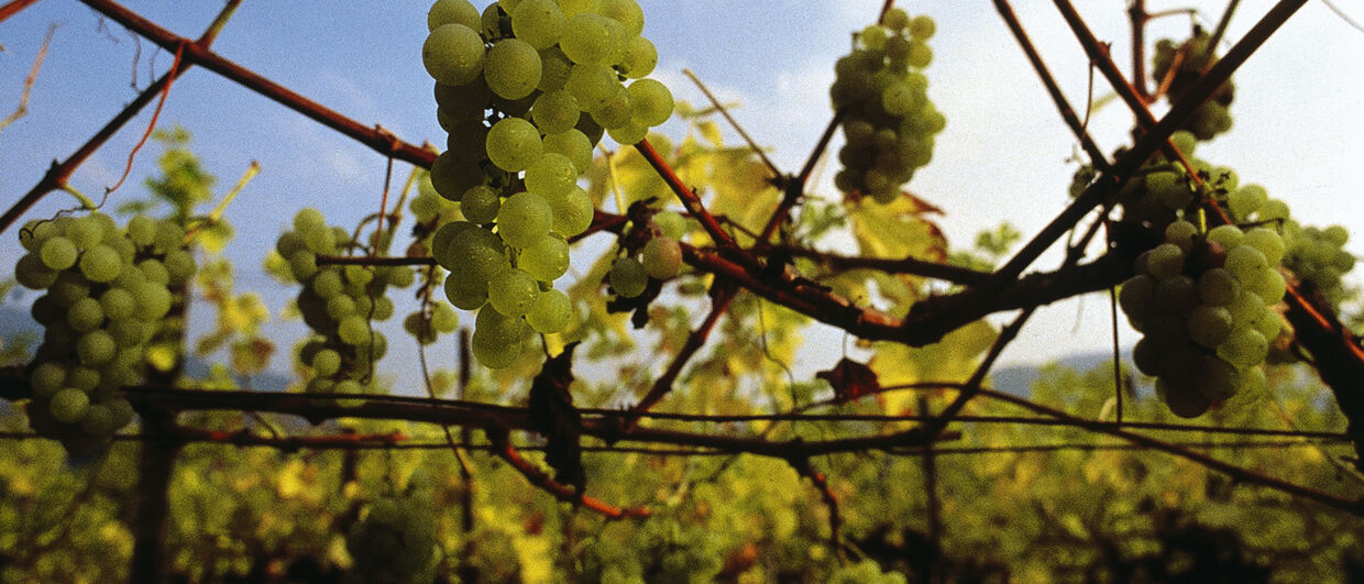 Grapes