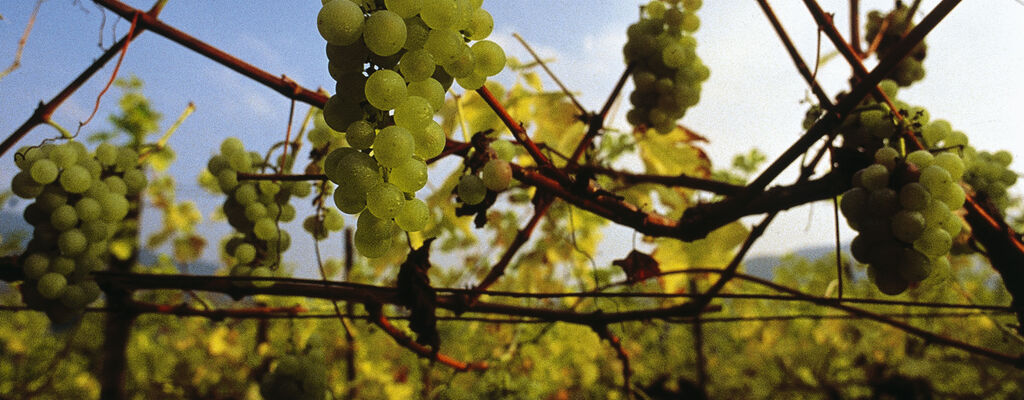 Grapes