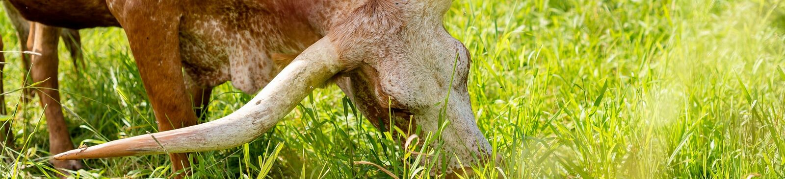 Texas-Longhorn-Rinder von Familie Hamersky