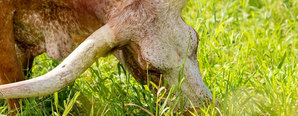 Texas-Longhorn-Rinder von Familie Hamersky