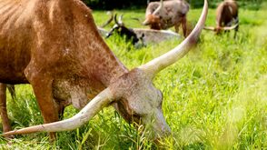 Texas-Longhorn-Rinder von Familie Hamersky