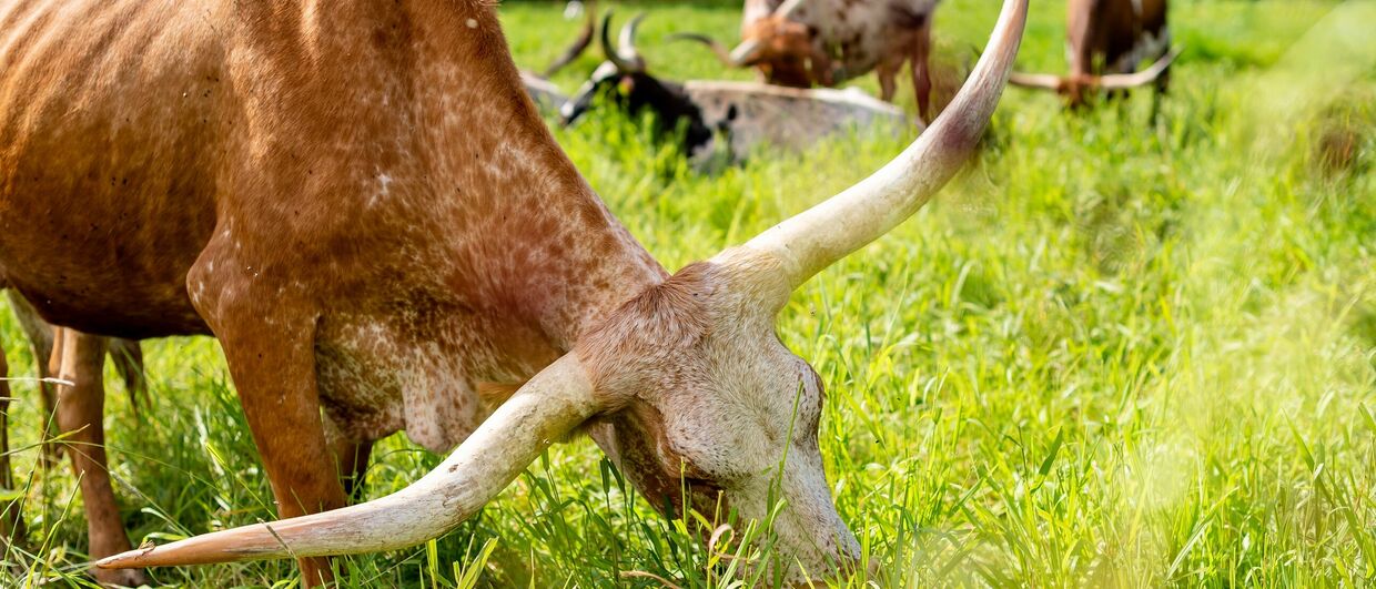 Texas-Longhorn-Rinder von Familie Hamersky