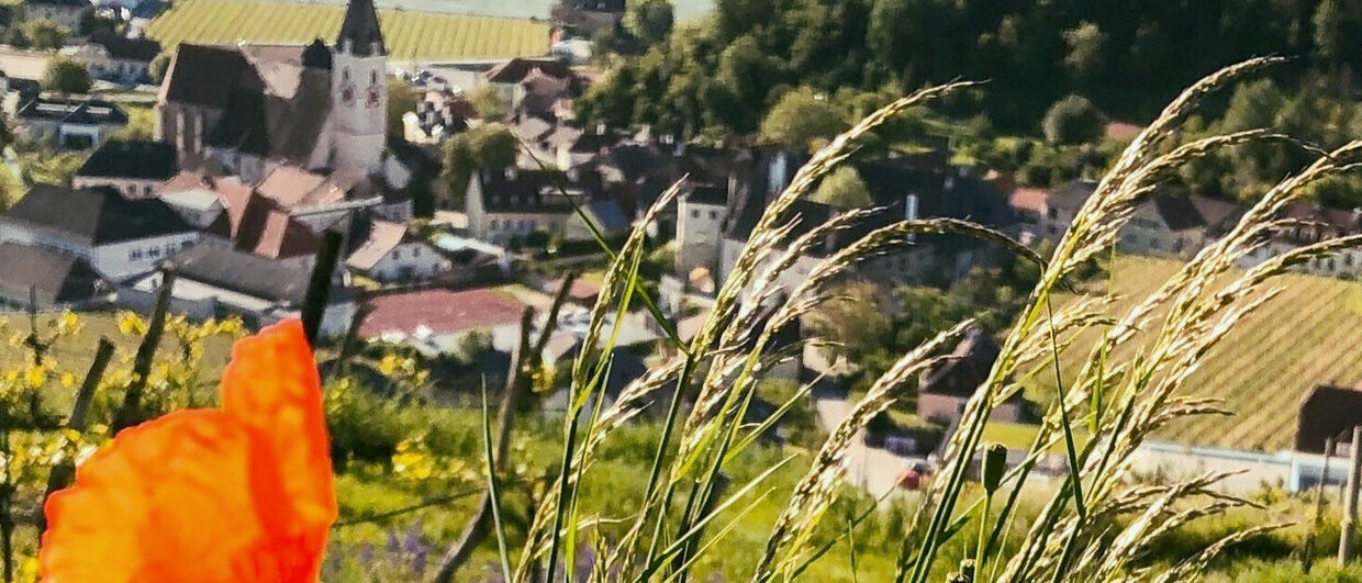 Unterwegs am "Weingeistweg" in Spitz