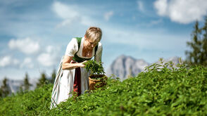 Габи Бюрглер, владелица хижины Бюргльальм, собирает травы 