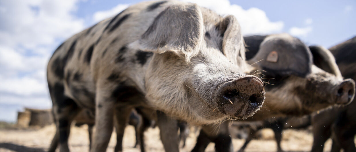 Turopolje-Schwein am Biohof Göltl in Frauenkirchen im Burgenland