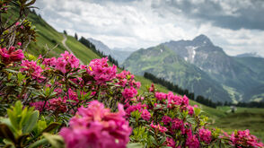 Alpenrosenblüte am Walmendingerhorn