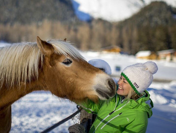 Haflinger Pferde