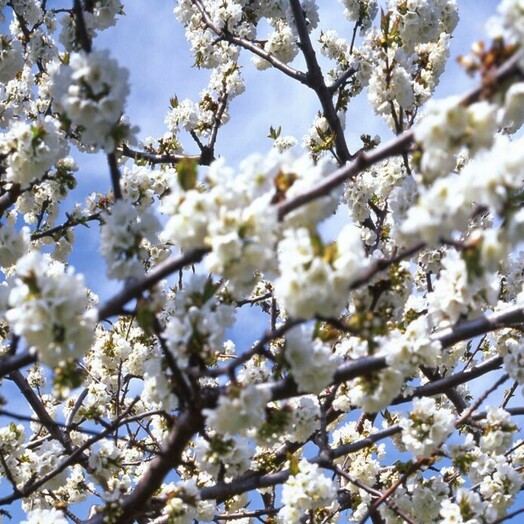 Kirschbaumblüte im Burgenland