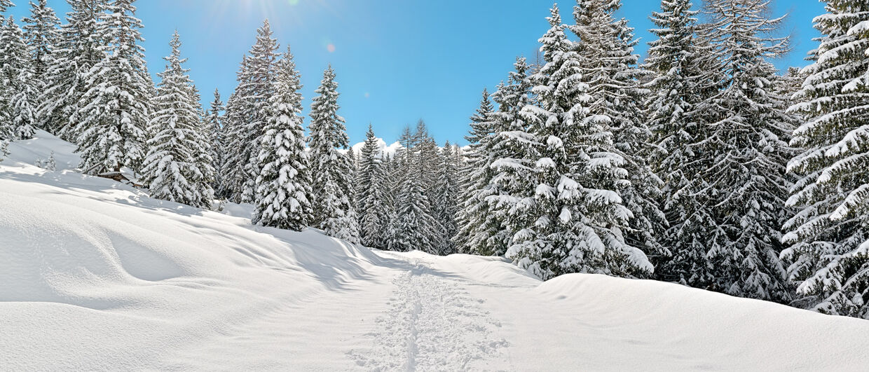 Paysage d'hiver