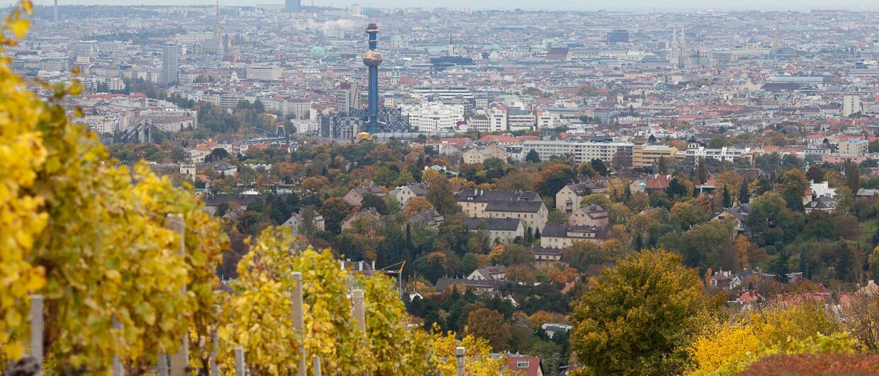 Vineyards in Vienna