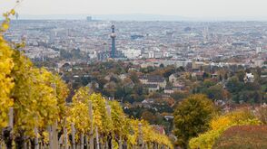 Vineyards in Vienna