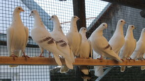 Венские высоколетные голуби