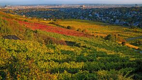 Weingärten mit Blick auf Wien