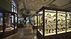 Die Vogelsammlung im Naturhistorischen Museum in Wien