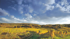 Vineyards near Gumpoldskirchen (Lower Austria)