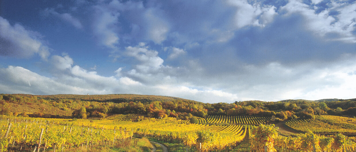 Vineyards near Gumpoldskirchen (Lower Austria)