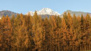automne dans les Alpes à Mieming