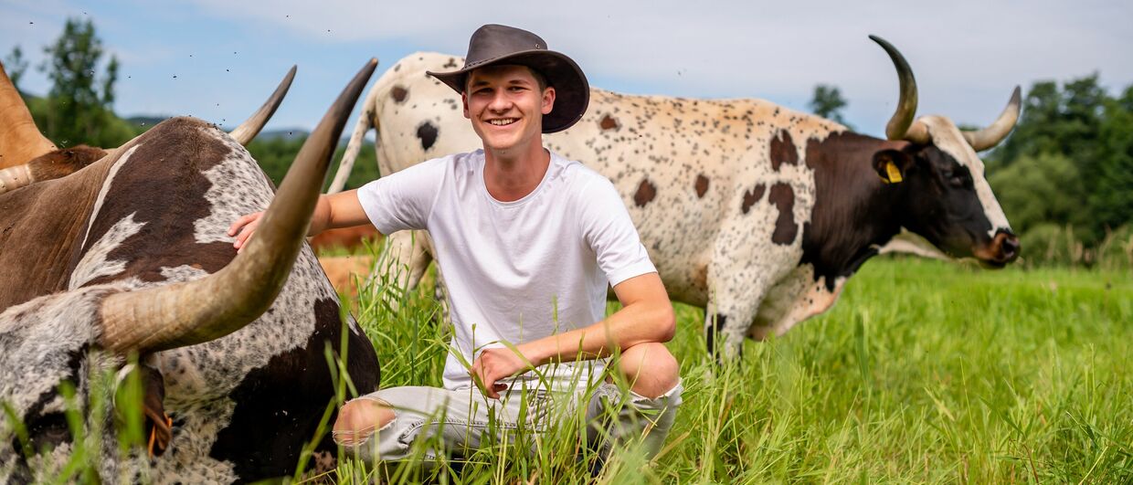 Texas-Longhorn-Rinder von Familie Hamersky