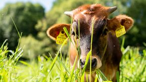 Texas-Longhorn-Rinder von Familie Hamersky