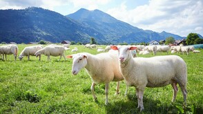 Schafe am Seegut Eisl