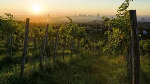 Vineyards in Vienna