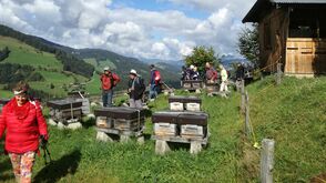 Bienenwanderung in der Wildschönau in Tirol