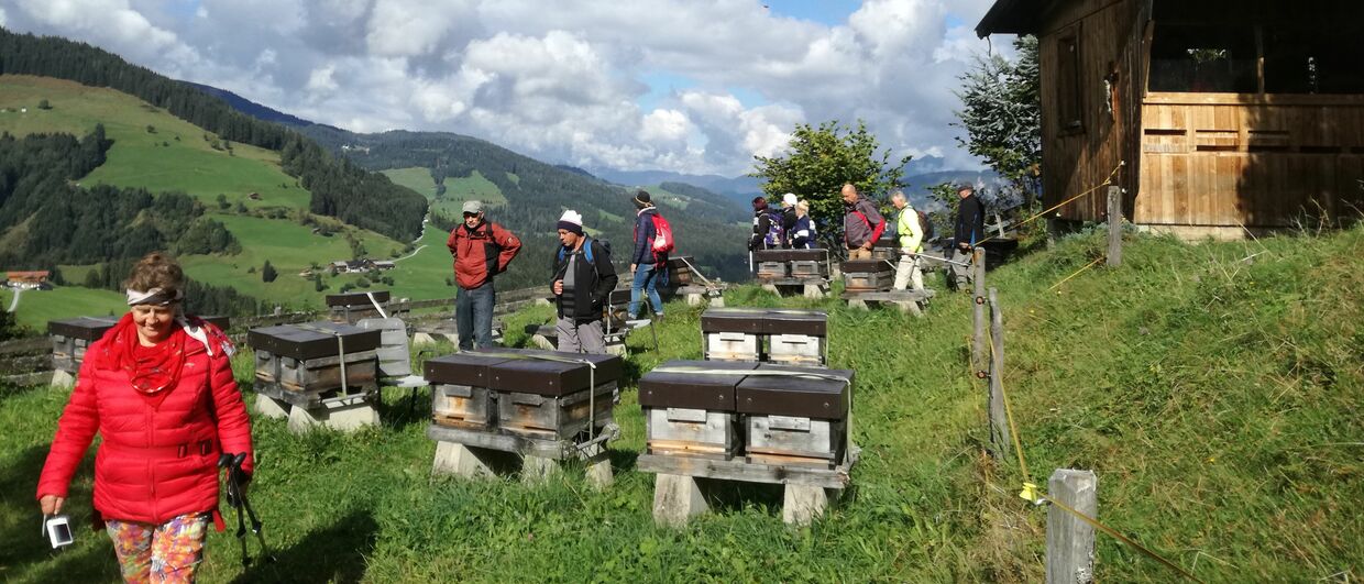 Bienenwanderung in der Wildschönau in Tirol